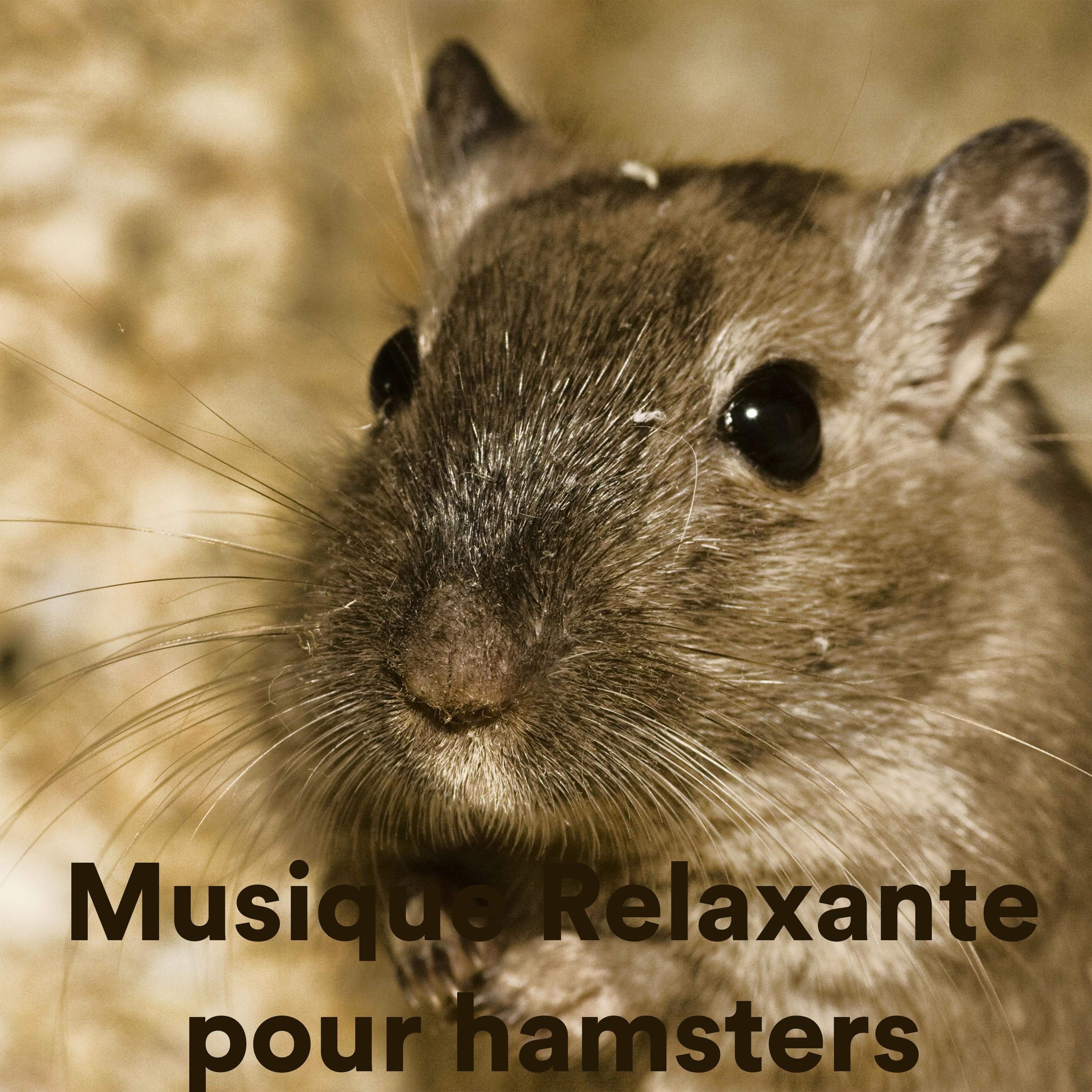 chill my hamster - the hamster helper - 单曲 - 网易云音乐