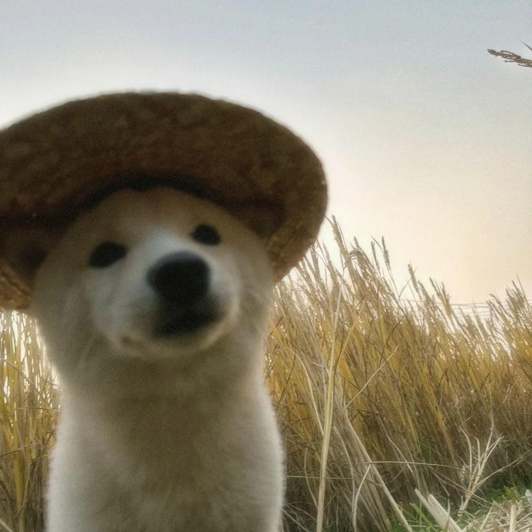 •͈ᴗ⁃͈ ✧