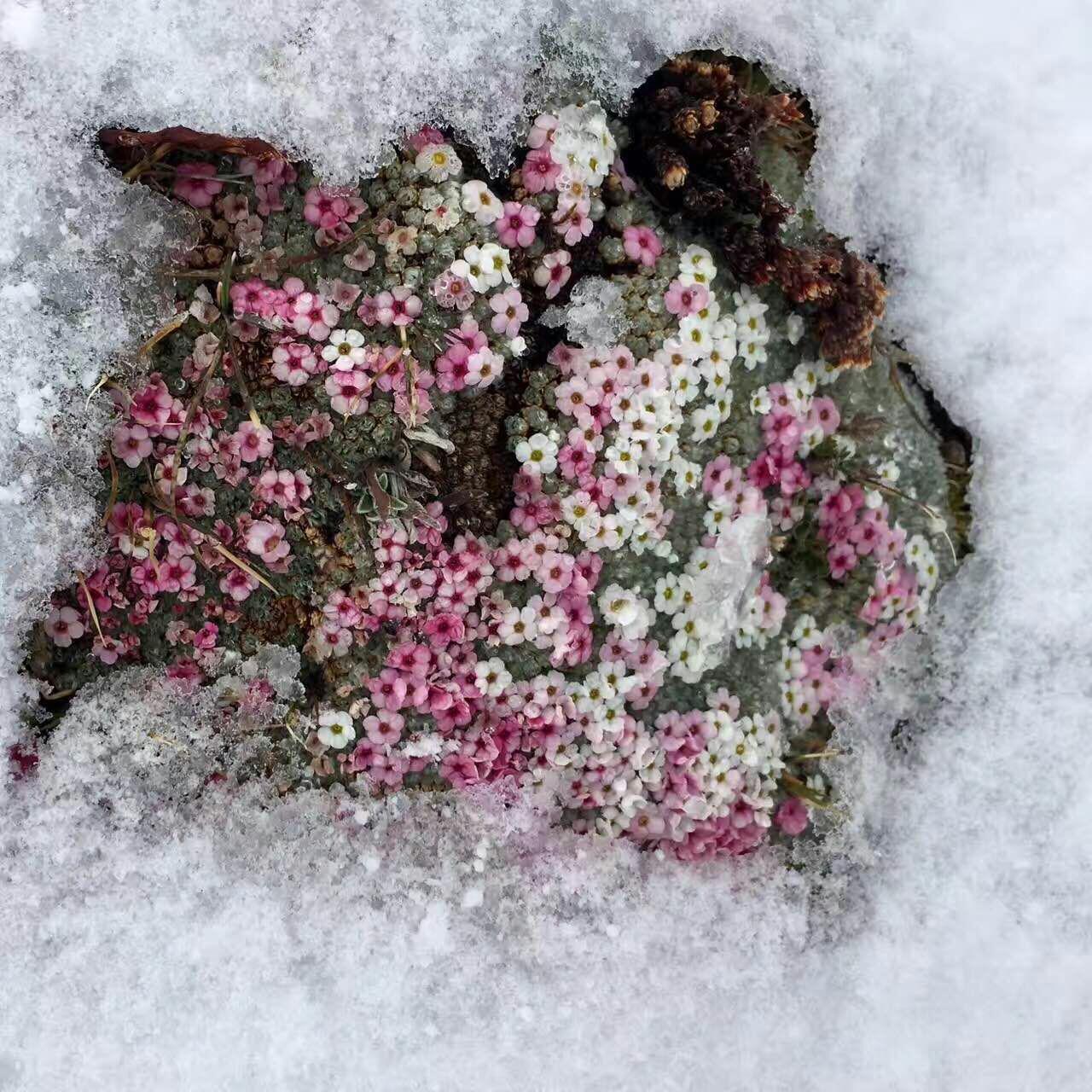 何不花开