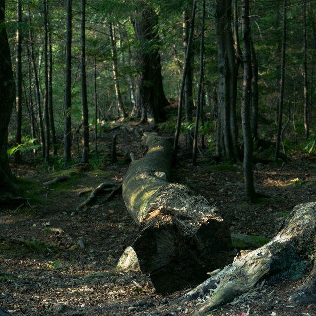 山涧之中