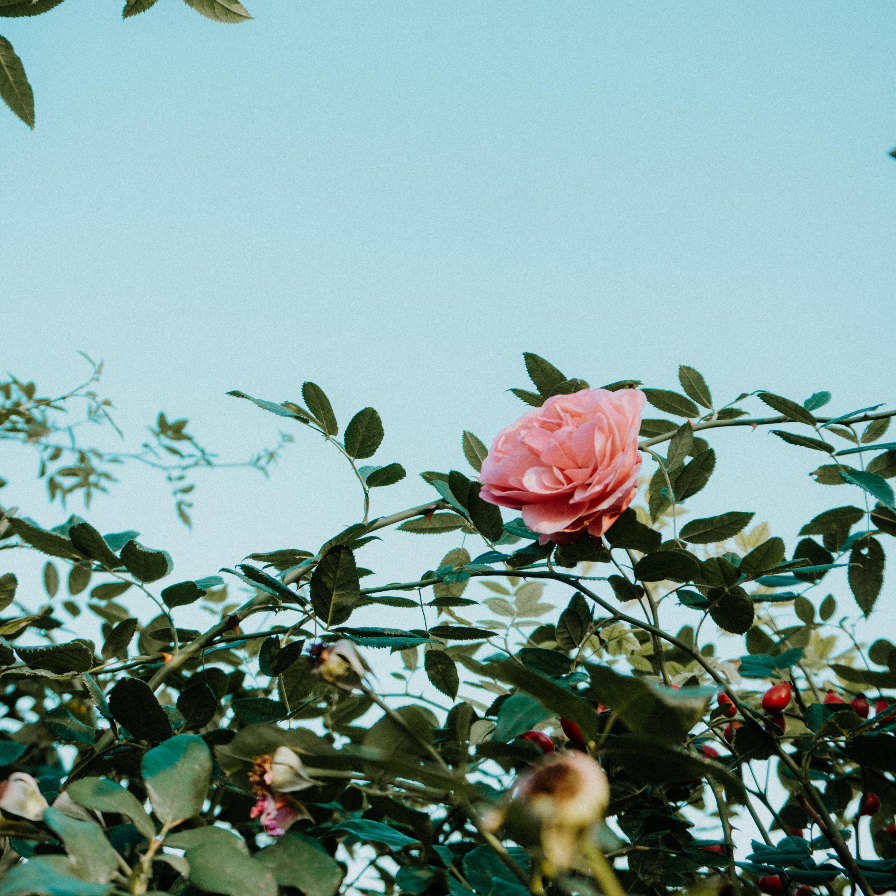 Pink Rose Flower