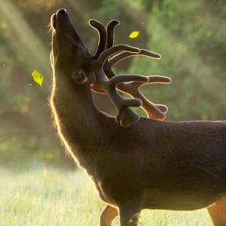 你就不要想起我·我一个人也好好的