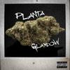 Glaxdow - Planta