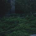 Juniper