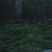 Juniper