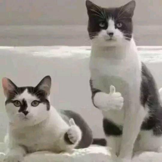 猫厂里最有感觉的若干首
