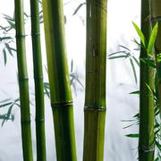 竹枝词（苏州话）