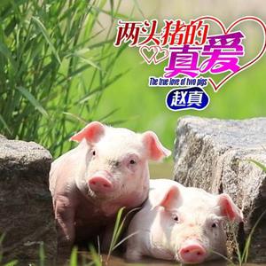 赵真 - 两头猪的真爱 （降5半音）