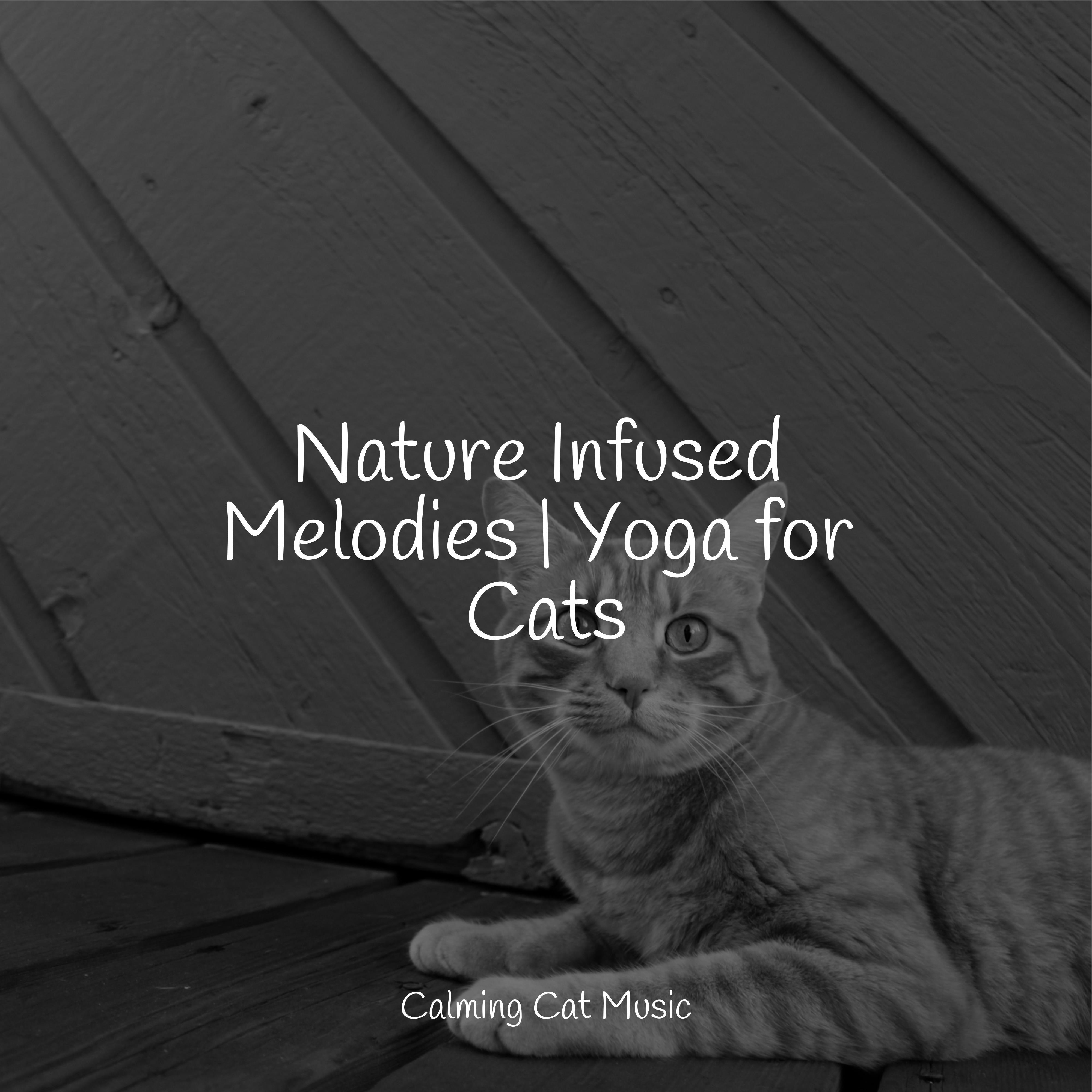 Calm Music for Cats - Mind Connection