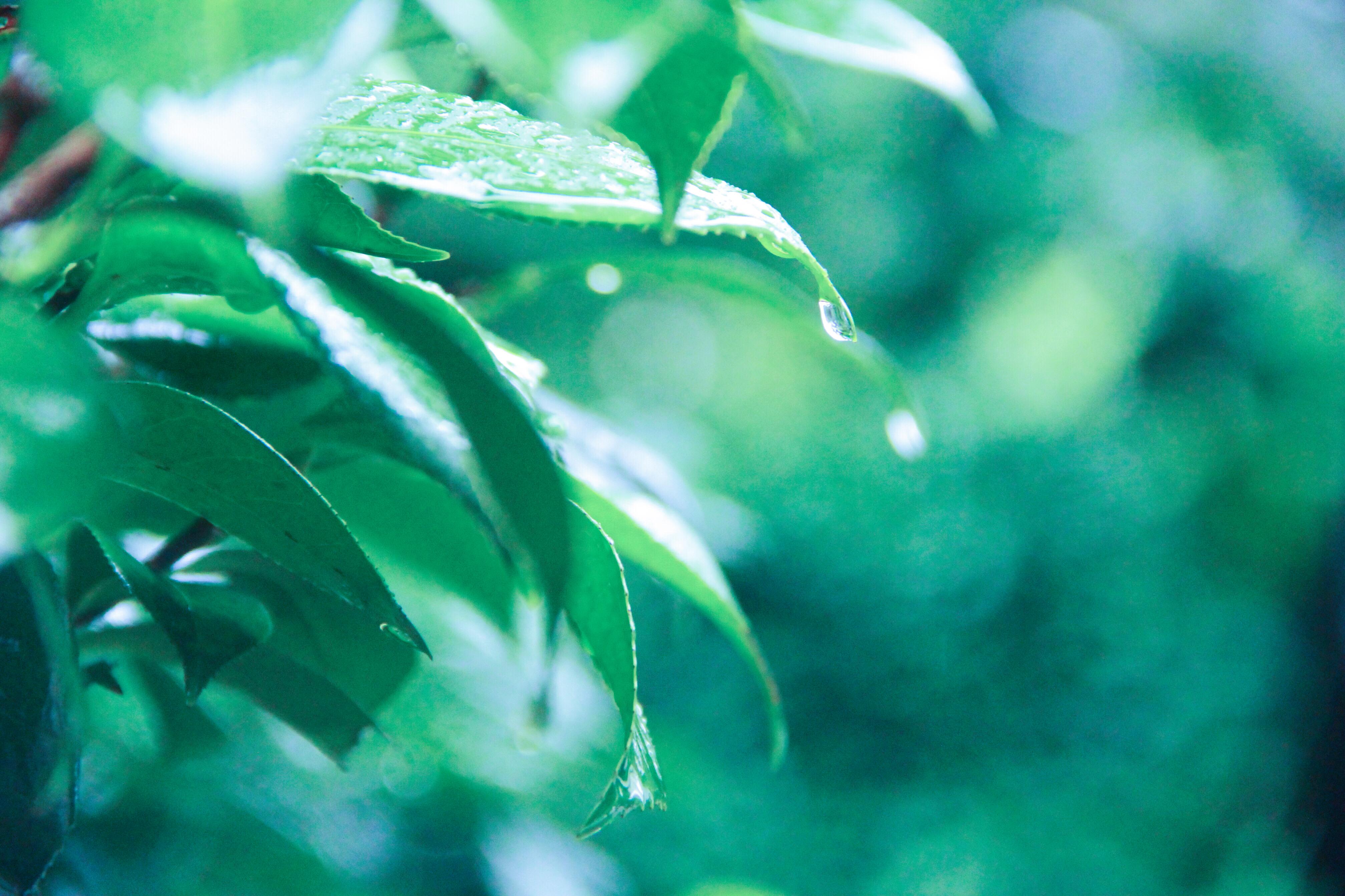 雨中梦专辑