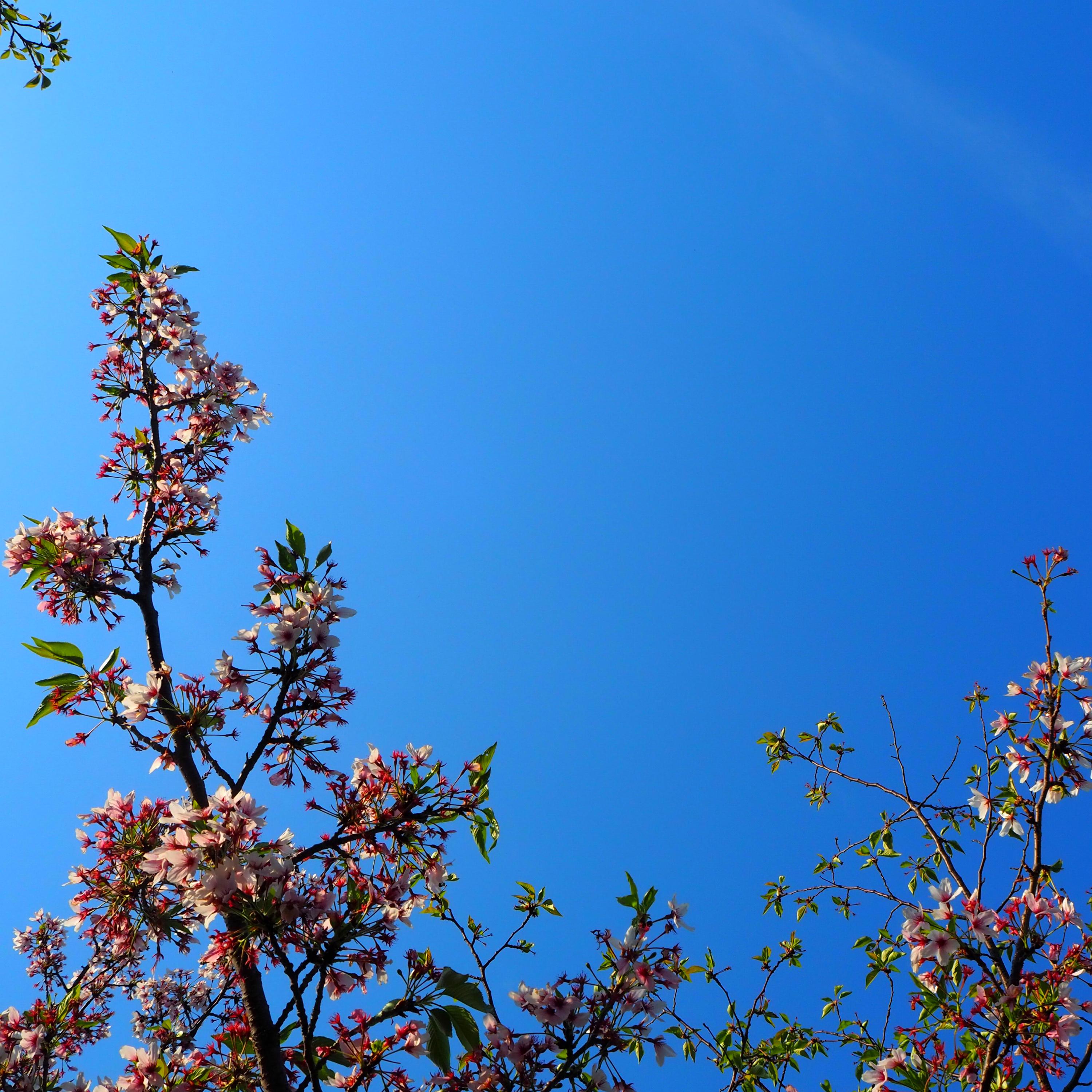 葉桜
