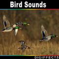 Bird Sounds