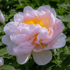 Peony