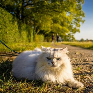 溜猫进行曲丨我和猫猫有场抖腿之旅