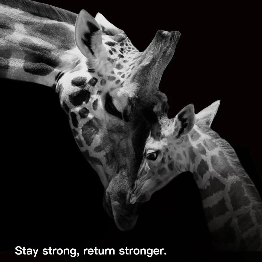 Stay Strong Return Stronger