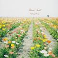 Flower Field ❀