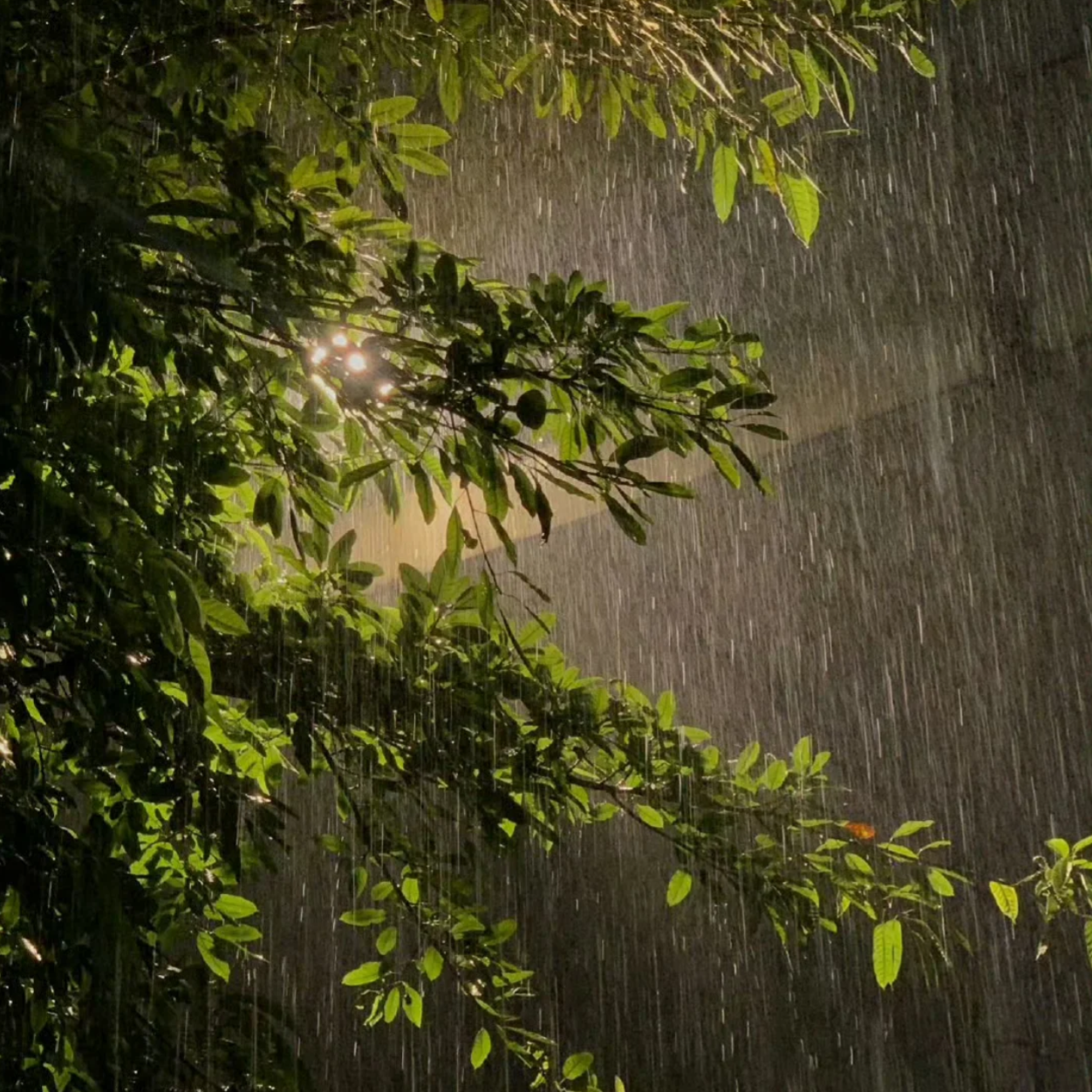 听夜雨