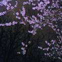 Say you will…专辑
