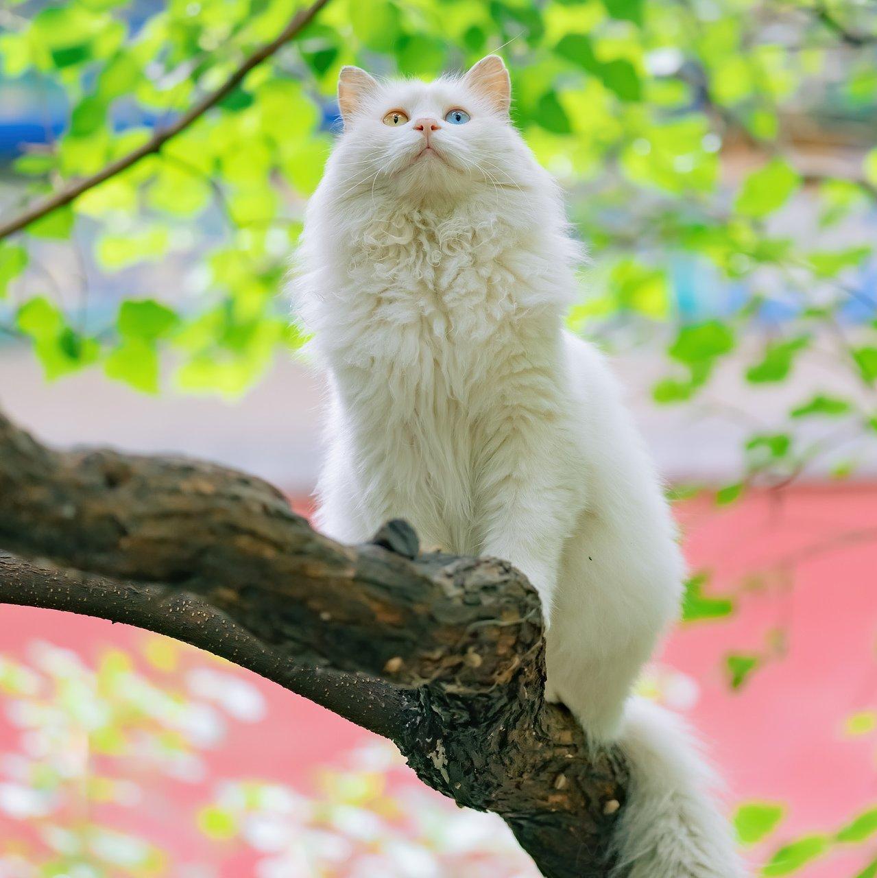 古典音乐里的猫咪｜关于猫咪の可爱音乐