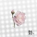 茶花开了