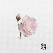 茶花开了