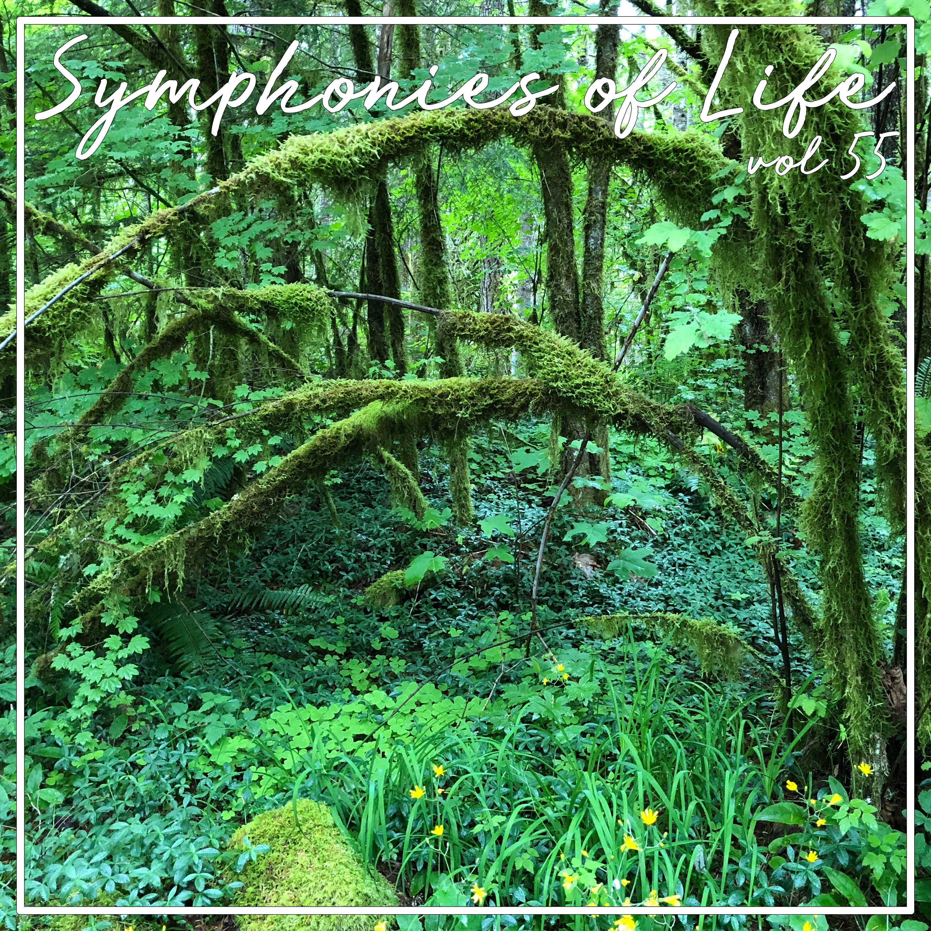 Symphonies of Life, Vol. 55 - Busoni: Arlecchino
