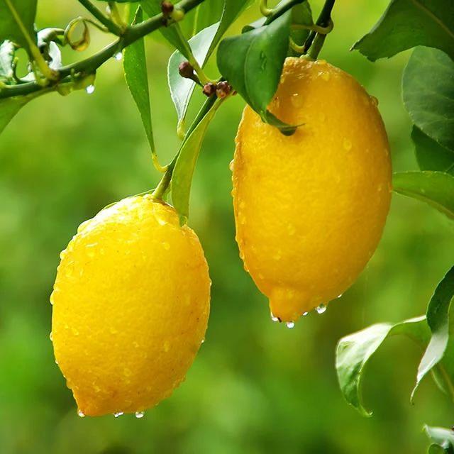 lemon中文版(cover时代少年团)