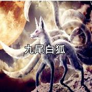 千年白狐