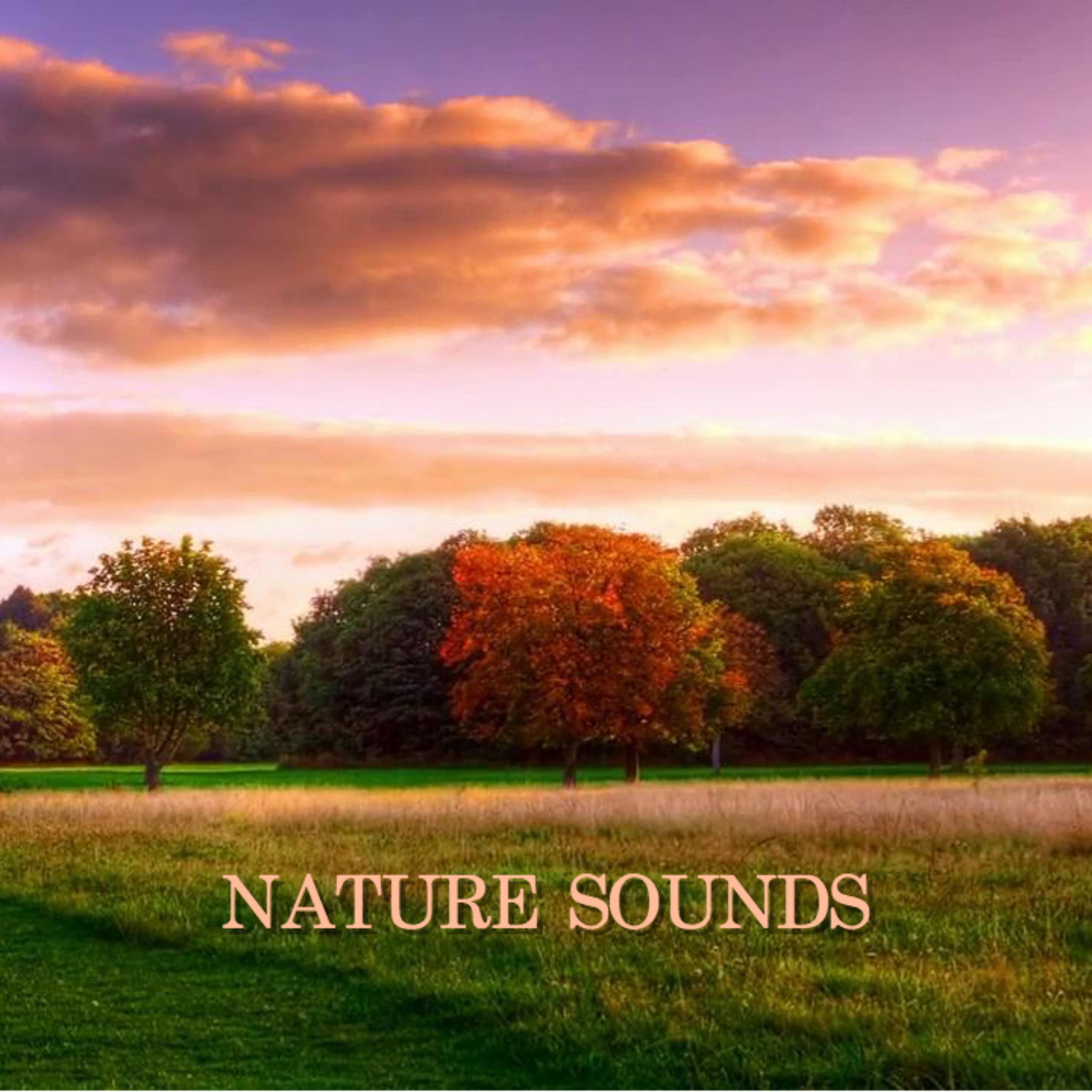 Nature Sounds专辑