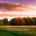 Nature Sounds专辑