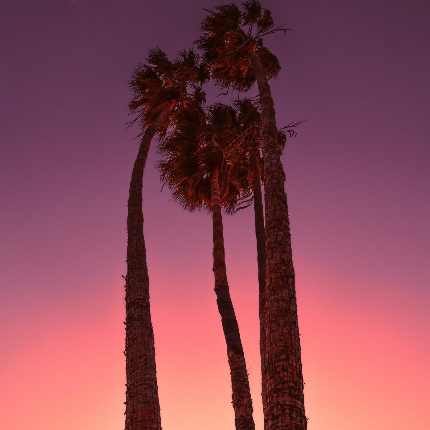 Morado