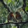 Snowfall Dreamscapes - Zen Birds in Rainy Harmony