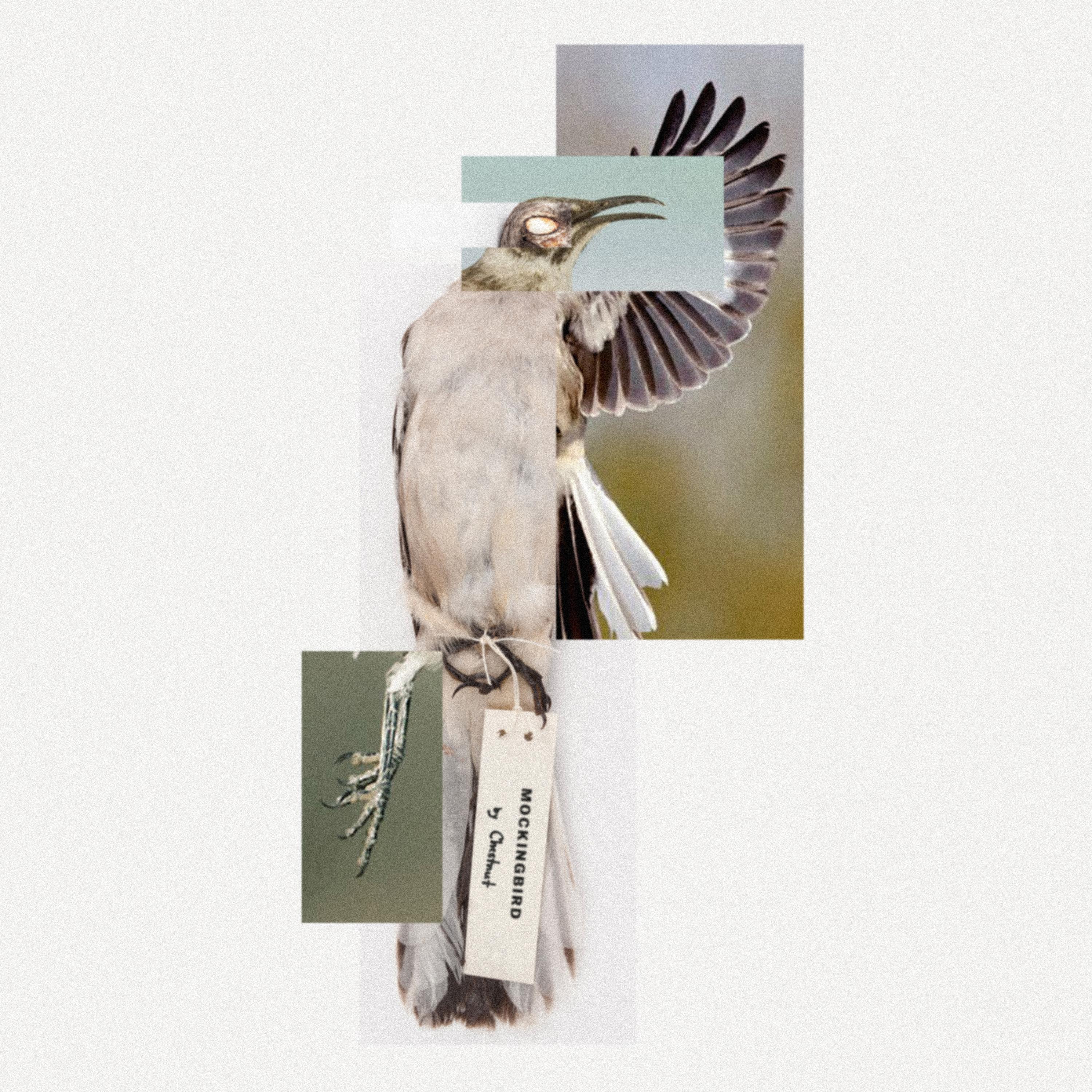 Mockingbird
