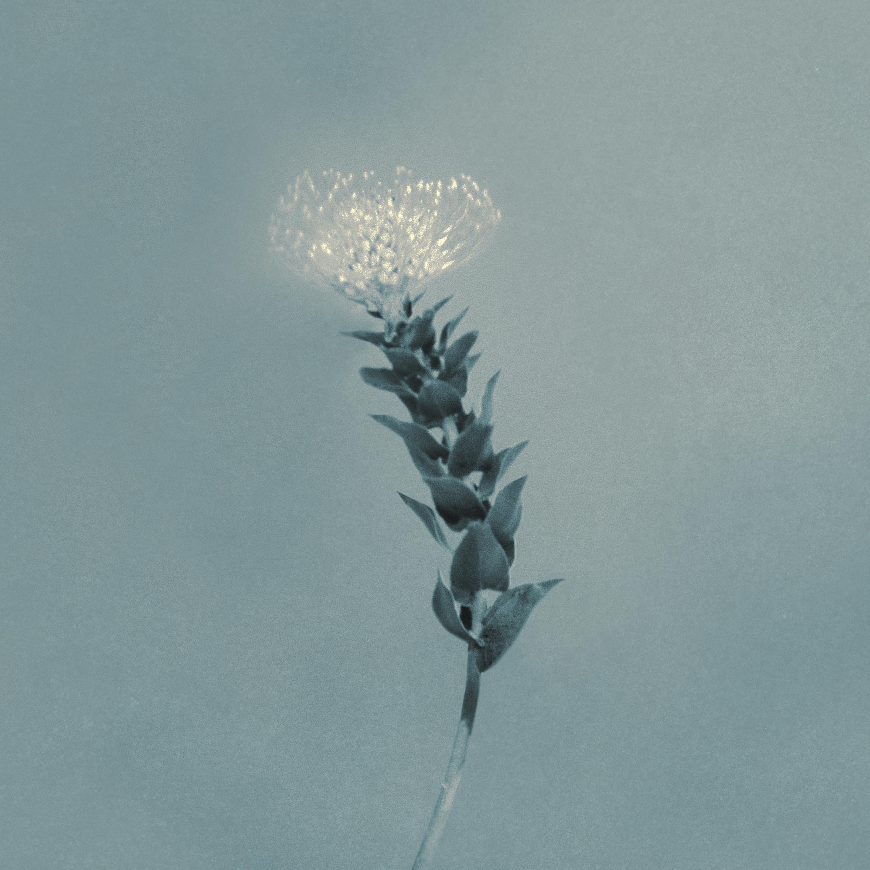 그러나 꽃이었다 (Still, a Flower)