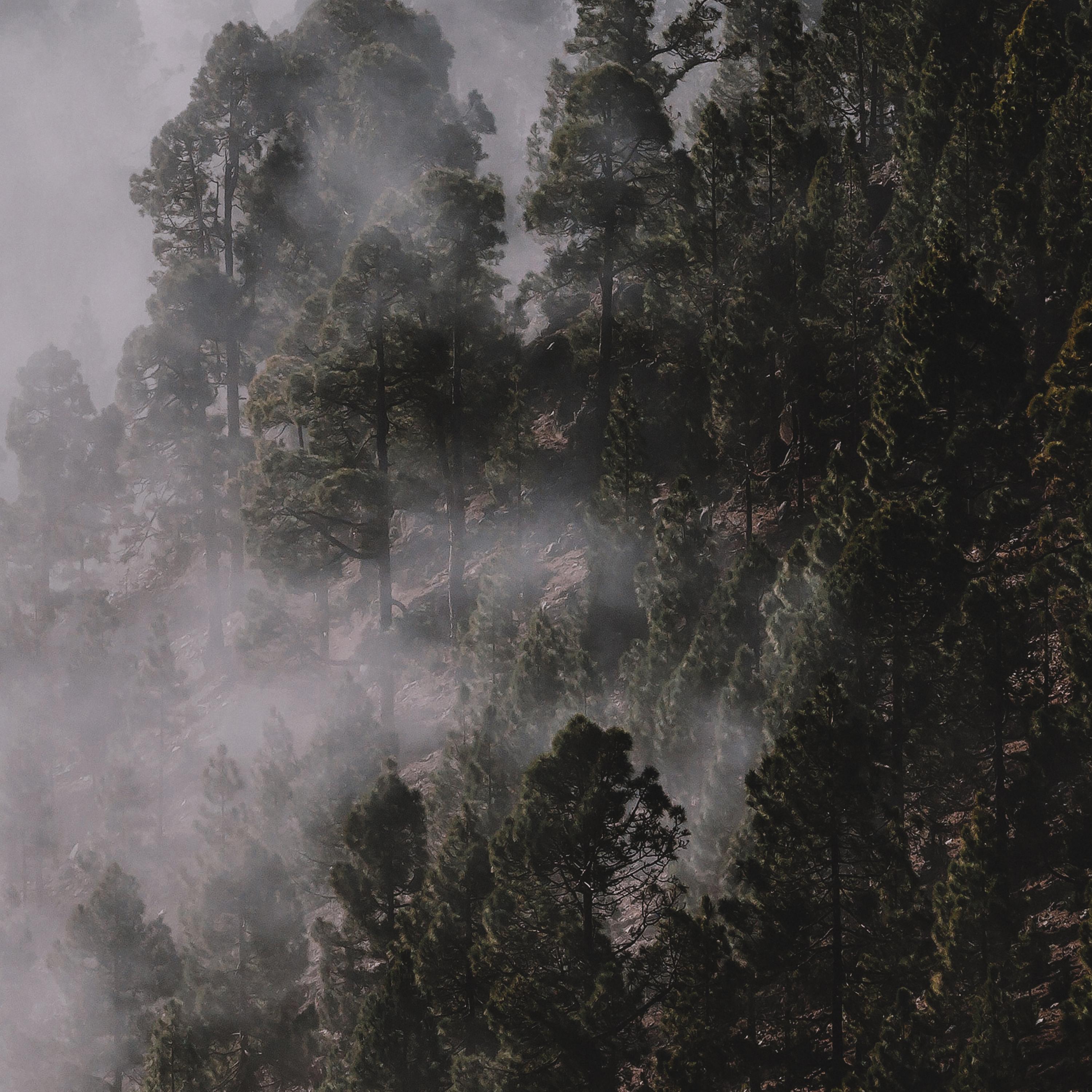 Sounds of Sleep | Soothing Songs | Your Meditation