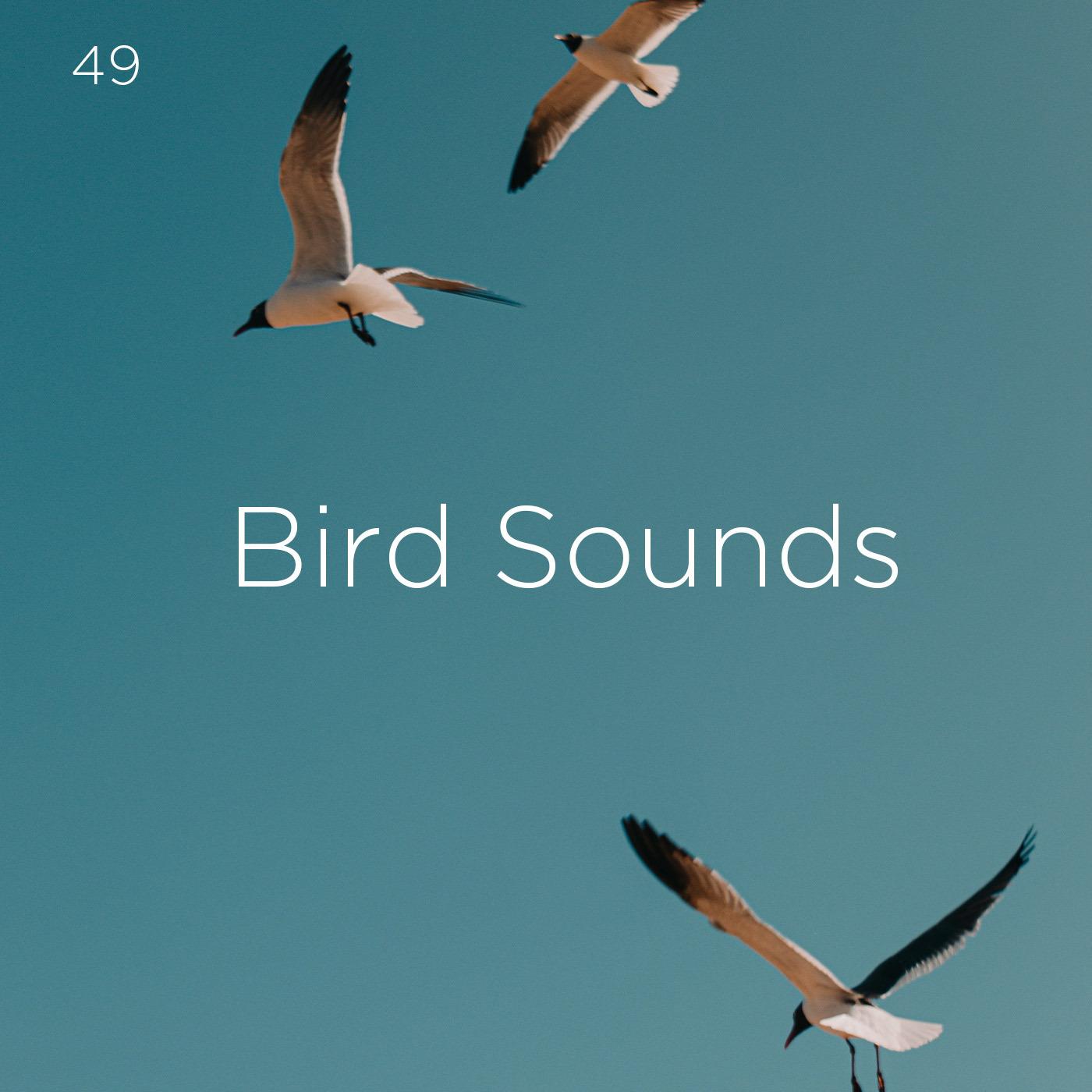 49 Bird Sounds