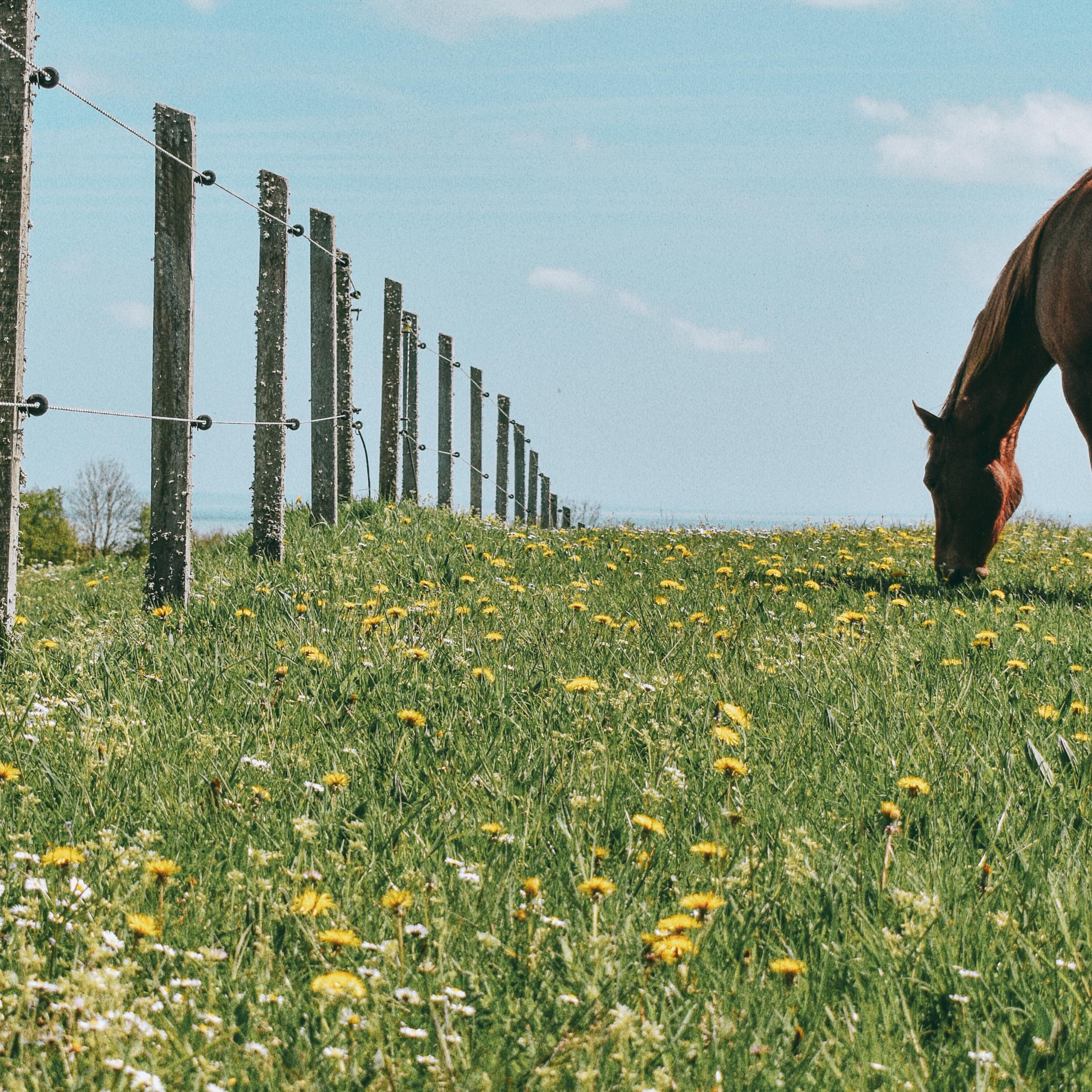 Country Pasture