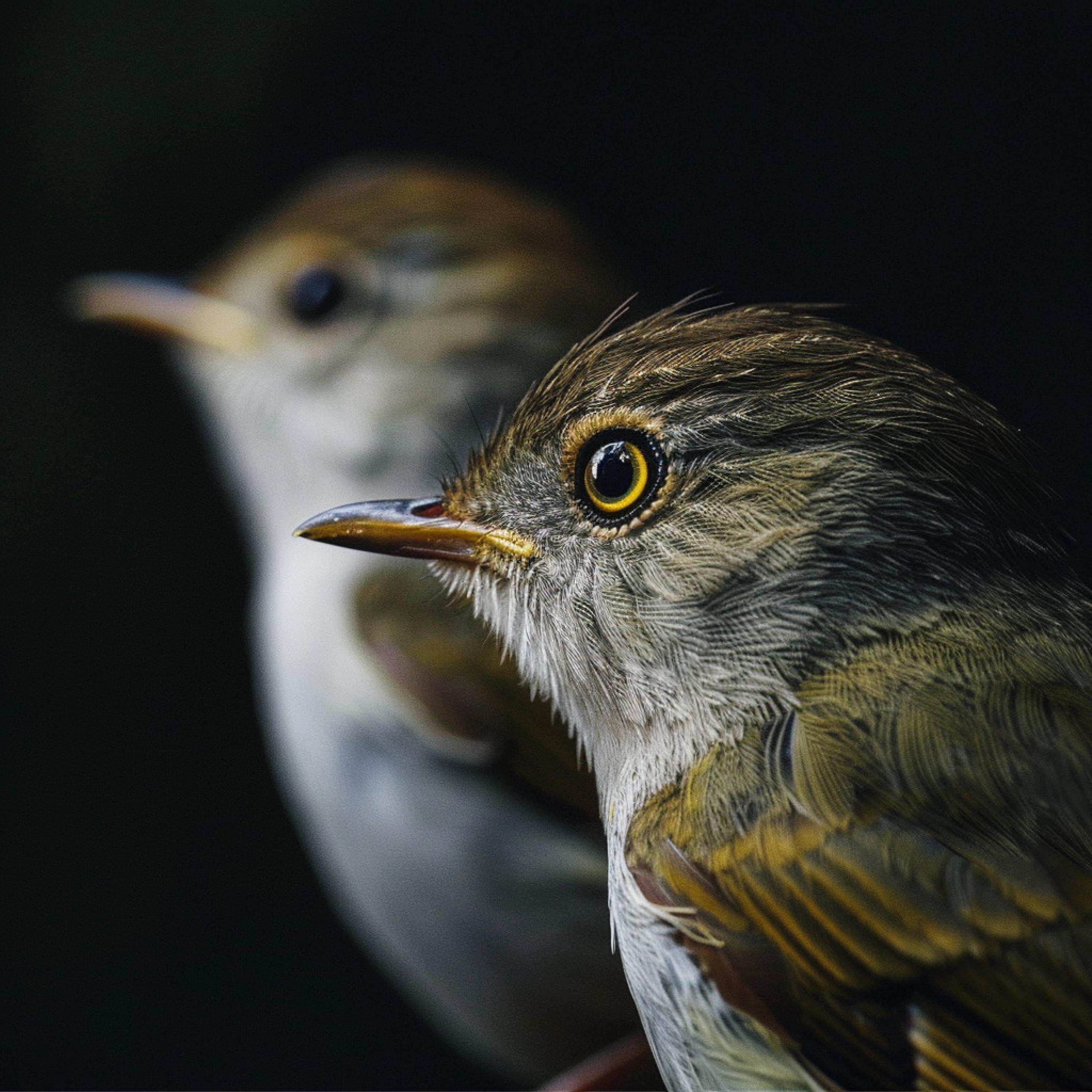 Restful Night: Binaural Birds for Soothing Sleep