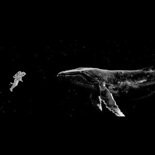 月 明 星 稀｜孤 鲸 沁 心