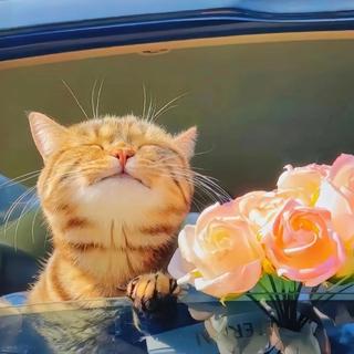 浪漫小提琴&抒情高氛围感纯音乐·钢琴