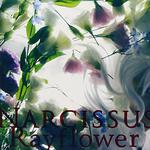 NARCISSUS专辑