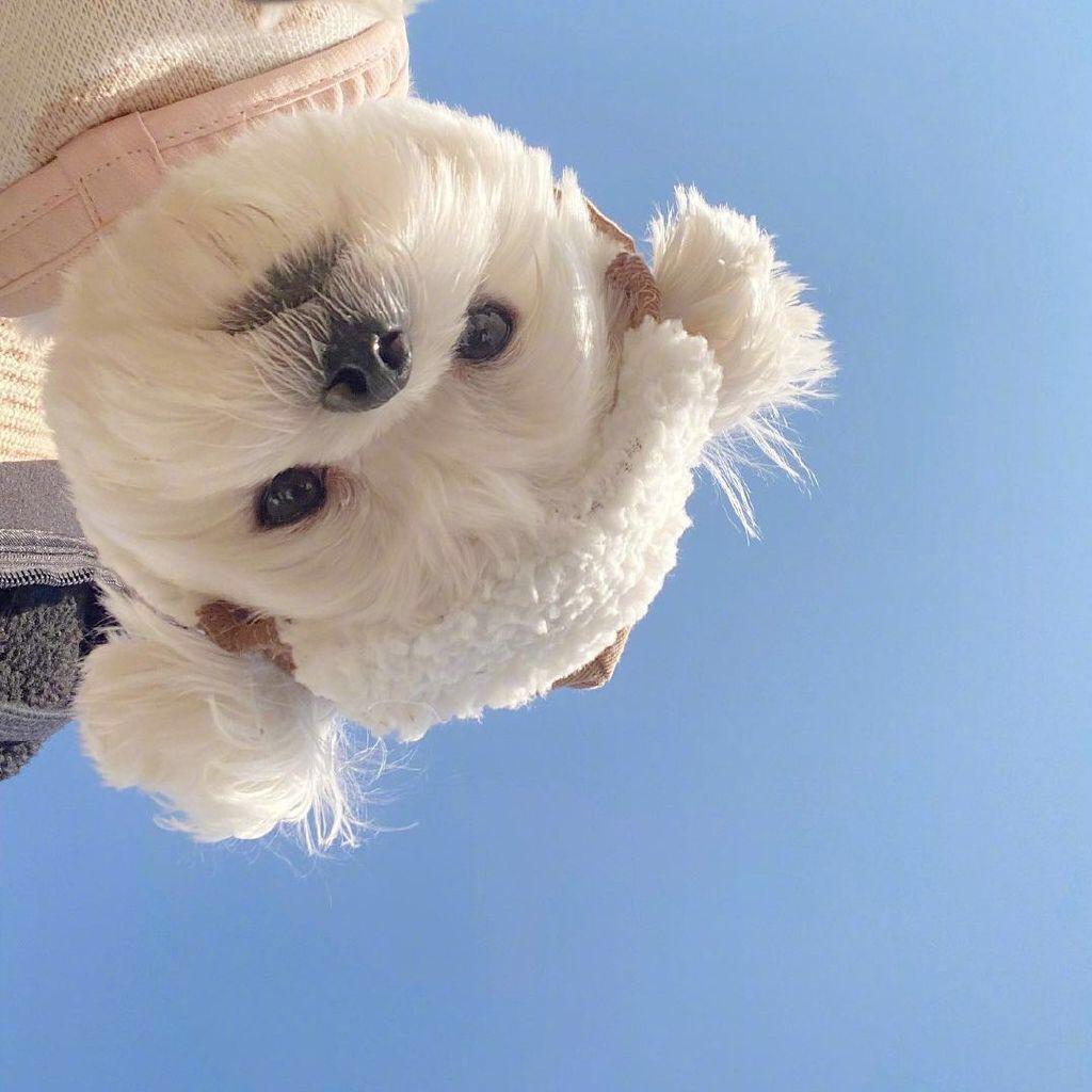 可爱轻松搞怪歌(｡･ω･｡)ﾉ♡