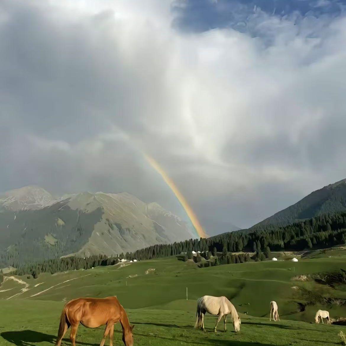 春风彩虹牛羊和我一起流浪