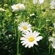 SpringThing专辑