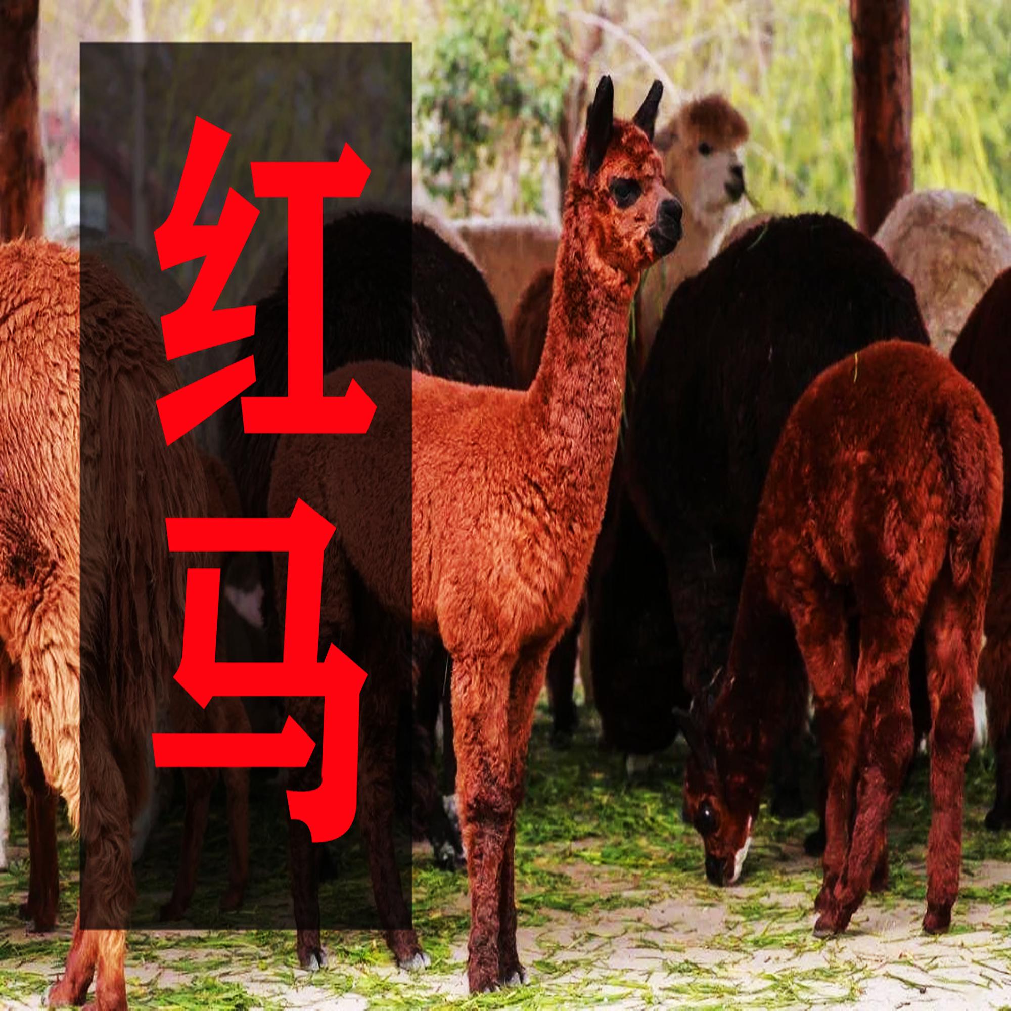 红马