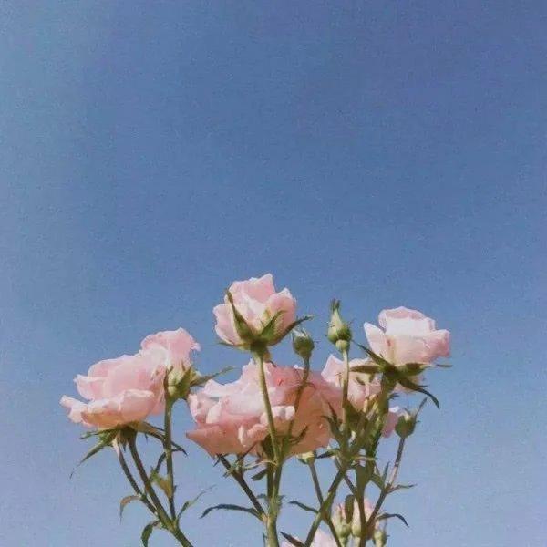 纯音 · 花语先生的小屋