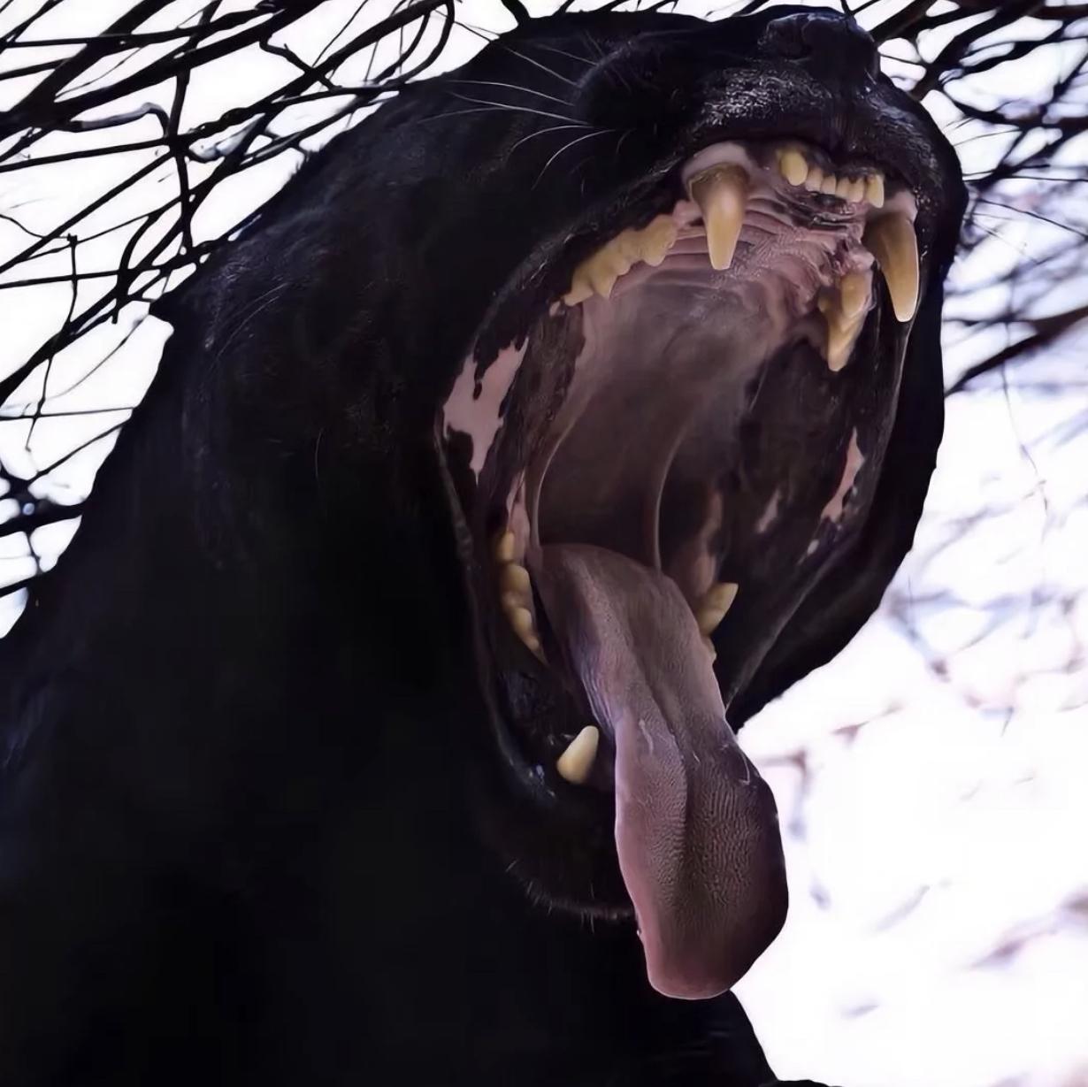 宇智波带土（emo版）