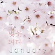 벚꽃 피다