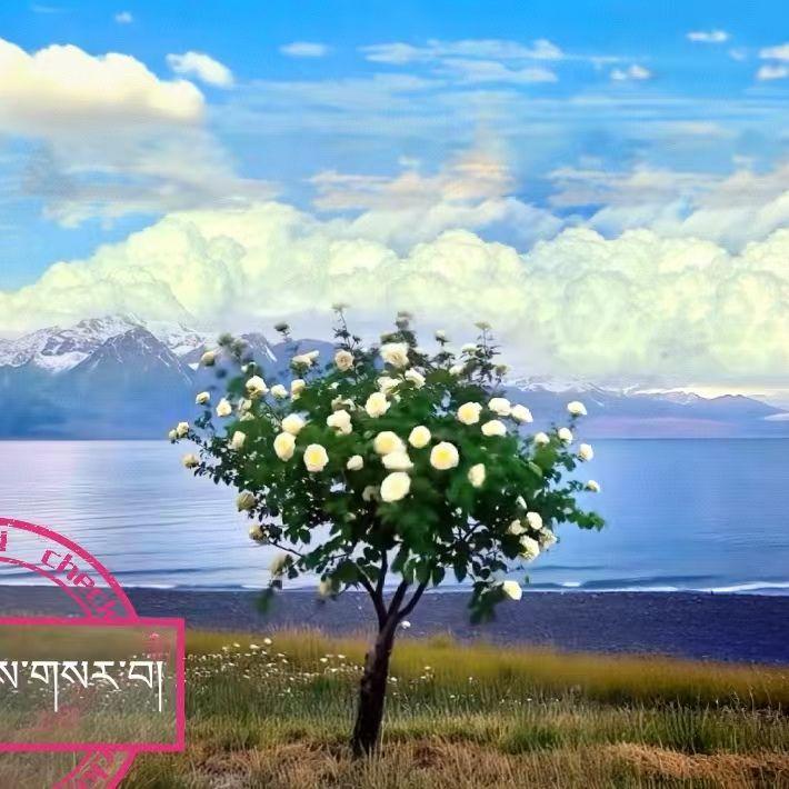 锅庄舞曲【炫舞】