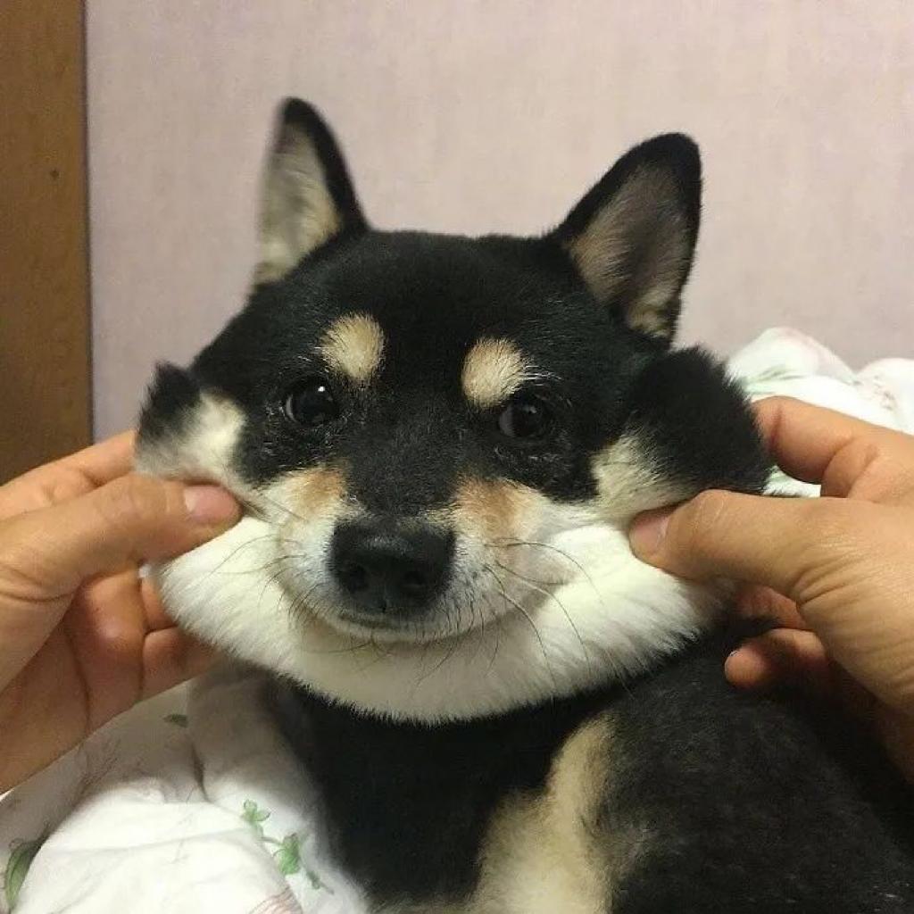可爱的洗脑铃声